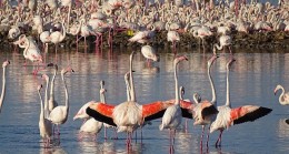 UNESCO Dünya Mirası Olmaya Hazırlanan İzmir’in Gediz Deltası’nda Üreyen KuşAtlası Çalışması Tamamlandı