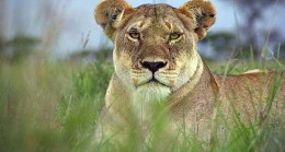 Serengeti’nin Destansı Keşfi İkinci Bölümüyle BBC Earth’te