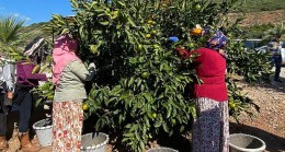 Satsuma mandalinanın ihracat yolculuğu 27 Ekim’de başlıyor
