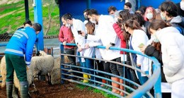 Aydın Büyükşehir Belediyesi’nin Sakız Koyunu Çiftliği Akademi’ye de Hizmet Ediyor