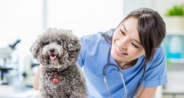 Royal Canin Türkiye, geleceğin kadın veteriner hekimlerine STEM destekli yetkinlikler kazandırıyor