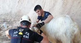 Demre’de dağda mahsur kalan keçi kurtarıldı