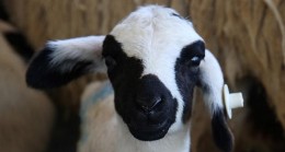 Sakız Koyunu Çiftliği’nde Doğumlar Başladı