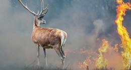 Yangınlar Sadece Ormanlara Değil, Yaban Hayatına da Zarar Veriyor