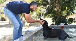 Çukurova Belediyesi Tüm Canlılar İçin Çalışıyor