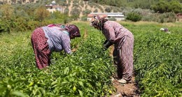 Buca’da üreticinin ilk hasat coşkusu