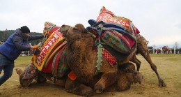 Bölgenin en büyük deve güreşi festivali 4 Şubat'ta Torbalı'da