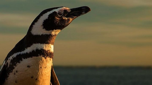 Eylül Ayında İlham Verici İçerikler BBC Earth Ekranlarında!