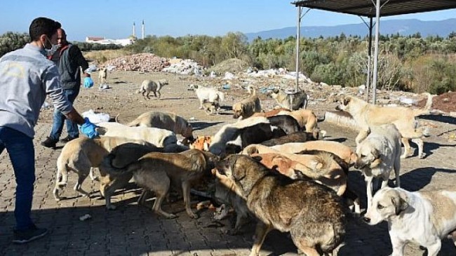 Edremit Belediyesi Sokak Hayvanlarını Unutmuyor