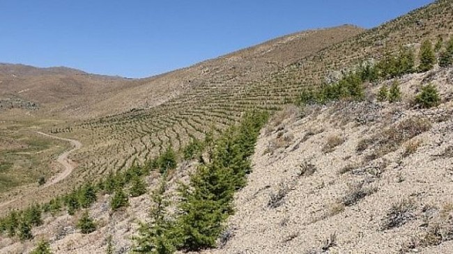 OGM: Bir milyon 100 bin hektarlık alan erozyondan kurtarıldı