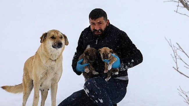 Van’da Kar Oyuğunda Yuvalanan Yavru Köpekler İçin Yeni Yuva