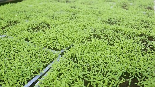 Aksaray Belediyesi peyzaj alanlarında kullandığı bitkileri kendisi üretiyor