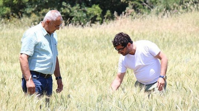 İbradı’da dağıtılan ata tohumları hasada hazır