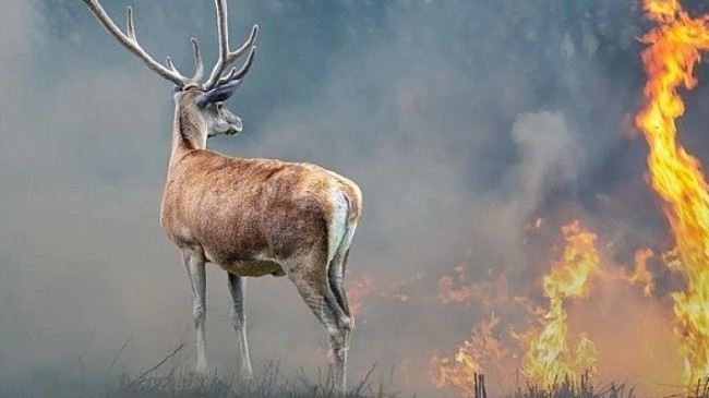 Yangınlar Sadece Ormanlara Değil, Yaban Hayatına da Zarar Veriyor