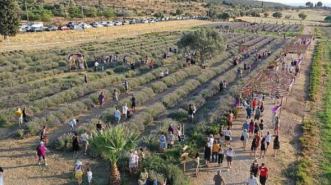 Didim Lavanta Festivali İçin Gün Sayıyor