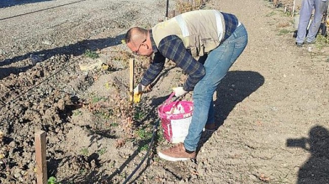 Üzüm Bağında Kış Hazırlığı