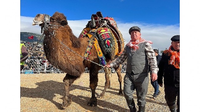 Kemalpaşa, geleneksel deve güreşi festivali'yle reklendi