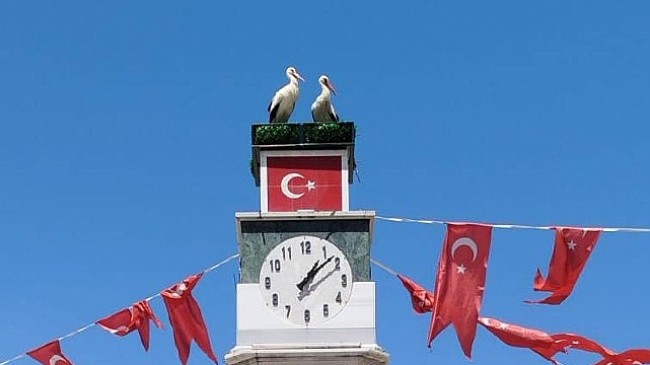 Can ve Canan Leylek Yuvalarına Geldi