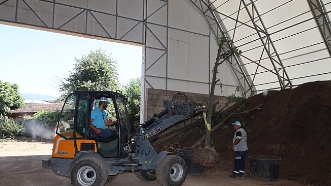 Sökülen ağaçlar geleceğe taşınıyor