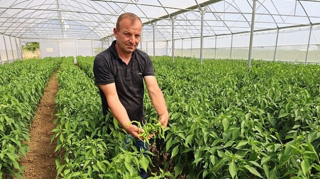 Modern seralarda hasat bereketi
