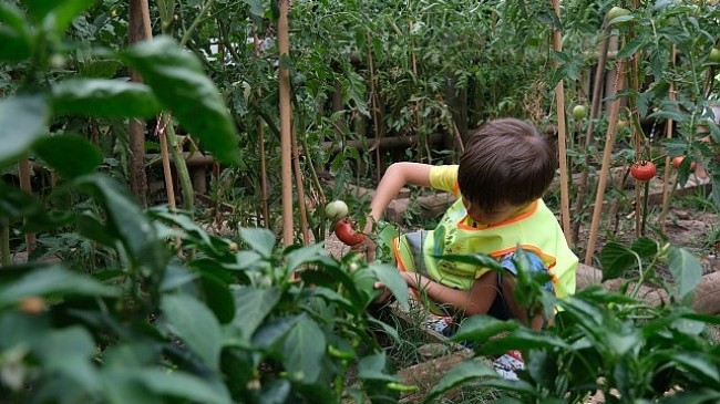 Lokomotif Çocuk Köyü’nde hasat sevinci