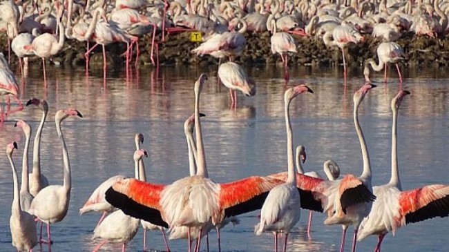 İzmir’in yavru flamingoları dünyaya gözlerini açtı