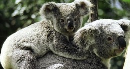 Vahşi Avustralya: Hayatta Kalma Savaşı National Geographic WILD Ekranlarında