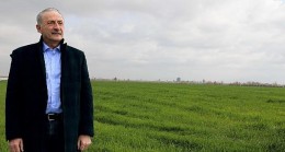 Didim Belediyesi’nin Ektiği Buğdaylar Yeşermeye Başladı