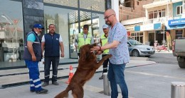 Aydın Büyükşehir Belediyesi, Koçarlı Belediyesi’yle Sokak Hayvanları İçin Ortak Çalışma Yapıyor