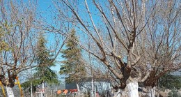 Beydağ Belediyesi tarafından ağaç budama çalışmaları hızla devam ediyor.