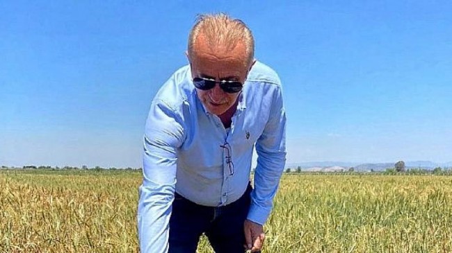 Didim Belediyesi’nin Ektiği Buğdaylar Hasata Gün Sayıyor