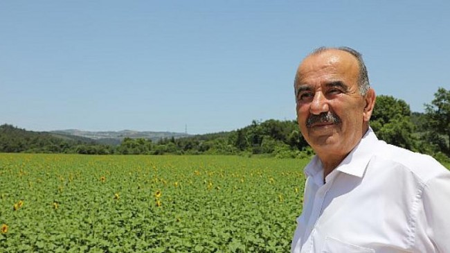 Mudanya Belediyesi’nin Ayçiçekleri Hasada Hazırlanıyor
