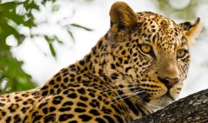 kalahari-afrikanin-gizli-colu-19-nisan-pazar-20-00de-national-geographic-wild-ekranlarinda-izleyicilerle-bulusuyor.jpg