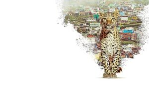 nilgiri-daglarini-kesfe-cikaran-nilgiris-mavi-daglarin-hikayesi-22-nisan-carsamba-20-00de-national-geographic-wild-ekranlarinda.jpg