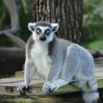 iki-bolumden-olusan-tampanin-sirlari-ozel-4-mayis-pazartesi-saat-20-00de-national-geographic-wild-ekranlarinda-izleyicilerle-bulusuyor.jpg