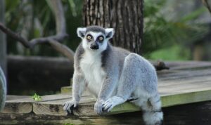 iki-bolumden-olusan-tampanin-sirlari-ozel-4-mayis-pazartesi-saat-20-00de-national-geographic-wild-ekranlarinda-izleyicilerle-bulusuyor.jpg