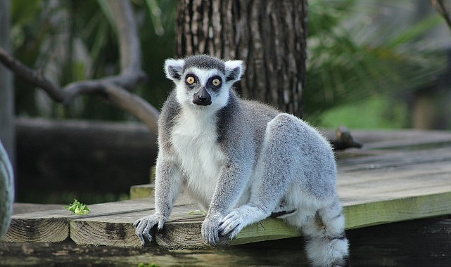 iki-bolumden-olusan-tampanin-sirlari-ozel-4-mayis-pazartesi-saat-20-00de-national-geographic-wild-ekranlarinda-izleyicilerle-bulusuyor.jpg
