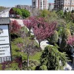 sakuralar-icin-japonyaya-gitmenize-gerek-yok-konyada-sakura-mevsimi-basladi.jpg