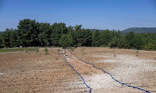 bornovada-atil-topraklar-hayat-buluyor.jpg
