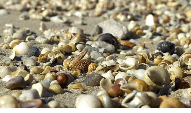 deniz-kabuklari-doganin-eseri-21-haziran-pazar-saat-20-00de-national-geographic-wild-ekranlarinda.jpg