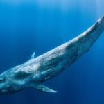 derin-deniz-devleri-28-haziran-pazar-saat-20-00de-national-geographic-wild-ekranlarinda.jpg