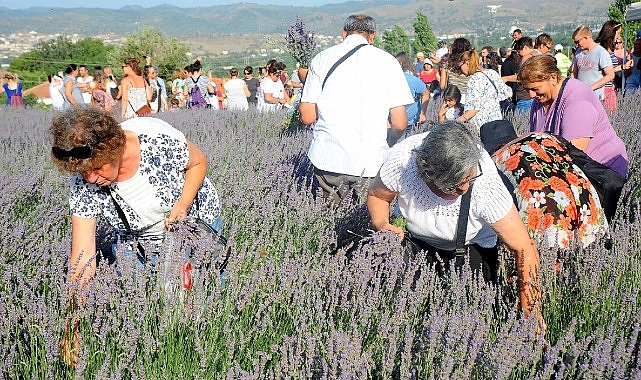 lavanta-hasat-senligi-icin-geri-sayim-basladi.jpg