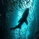 national-geographic-now-sec-izle-servisinin-temmuz-ayi-temasi-kopekbaligi-festivali.jpg