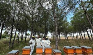 Bilinçli üretim, Kocaeli’nin balını Türkiye’ye taşıyor