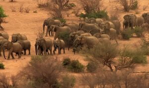 ‘Fil Dünyası’,   12 Ağustos Çarşamba Saat 20.00’de   National Geographic WILD Ekranlarında!