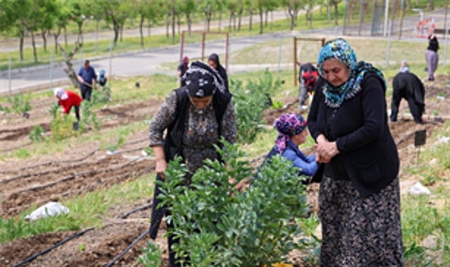 Mahalle Bostanları büyüyor