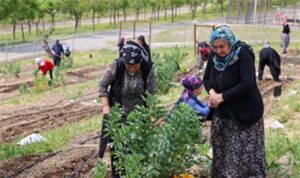 Toprakta hayat, sofrada bereket: Mahalle Bostanları’nda yaz hasadı