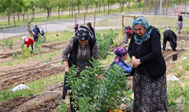 Toprakta hayat, sofrada bereket: Mahalle Bostanları’nda yaz hasadı