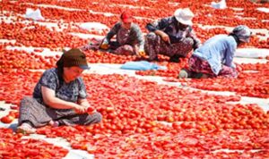 Torbalı’nın kuru domates emekçileri yalnız bırakılmadı