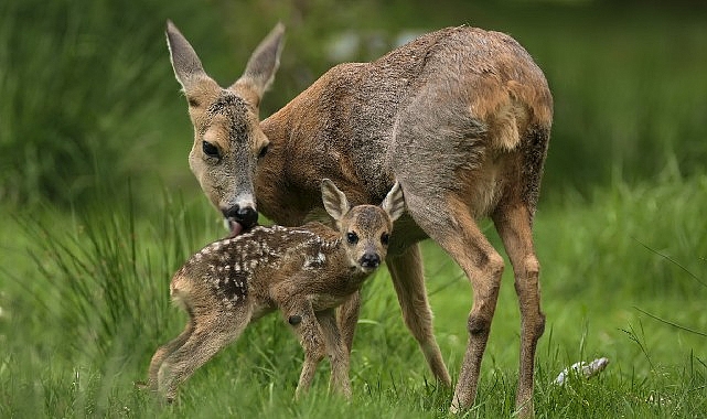 ‘Yeni Vahşi Nesil: Hayata İlk Adım’, 30 Ağustos Pazar Saat 20.00’de National Geographic WILD’da!
